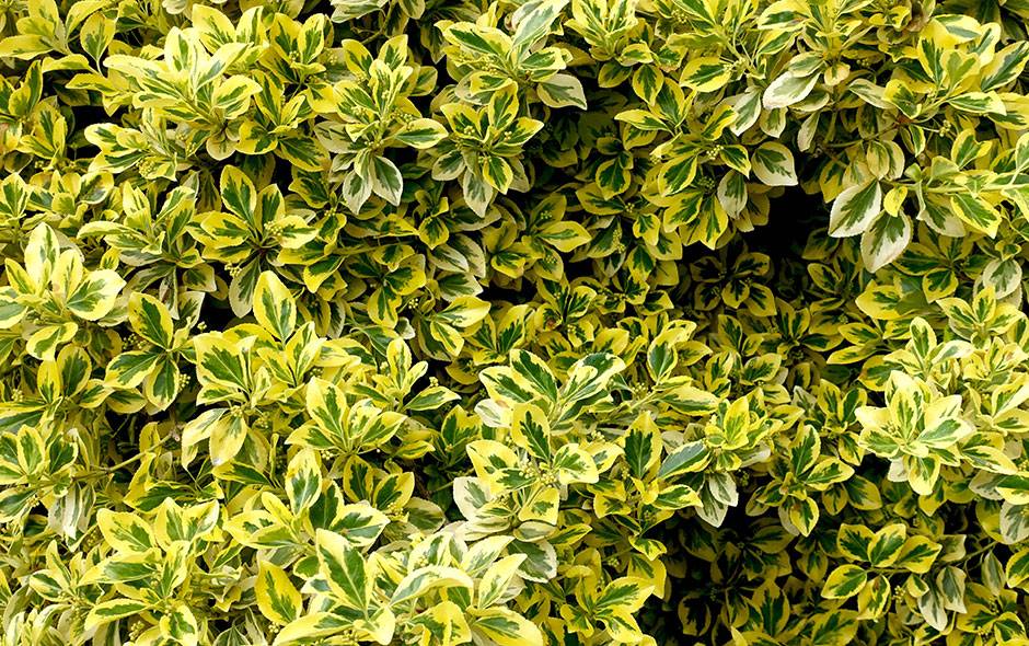 rhododendron kahl Rhododendron Eyecatcher® 'Exotic' kaufen