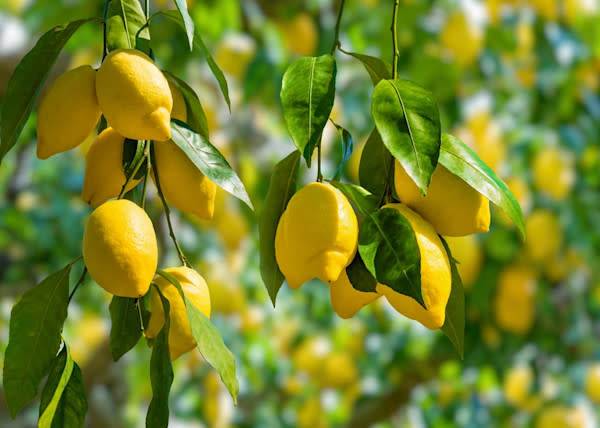 # Tailler les citronniers permet de garder une belle silhouette et d'avoir plus de fruits - © IgorZh - stock.adobe.com