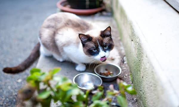 # Croquettes et aliments humides : le bon combo pour le chat stérilisé - © PicsArt - stock.adobe.com