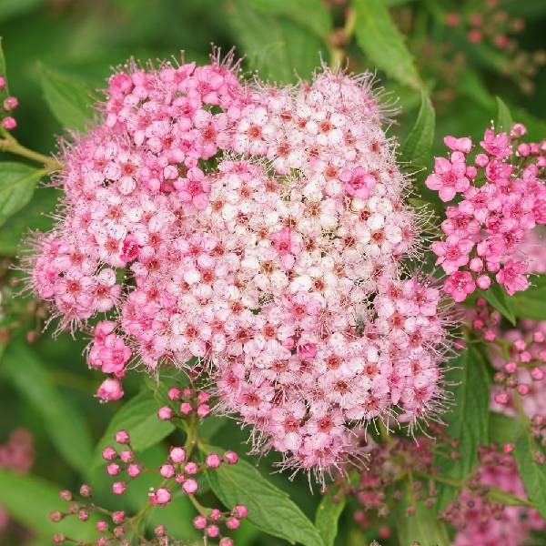 Spirée à fleurs roses