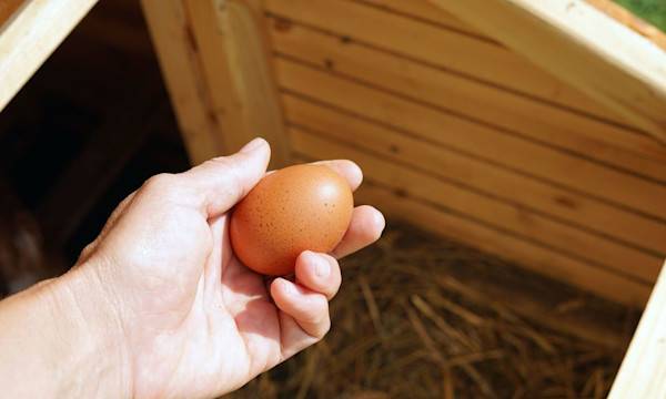 Ma poule ne pond pas - © Taborisova - stock.adobe.com