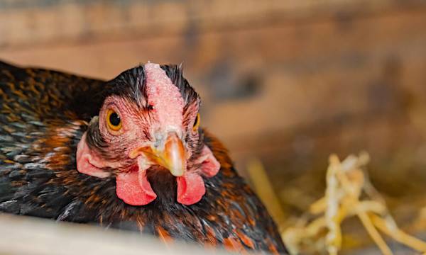 Quels mois les poules pondent-elles ? - © Nick Beer - stock.adobe.com
