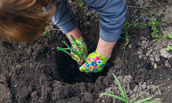 La plantation en racines nues - © yanadjan- stock.adobe.com