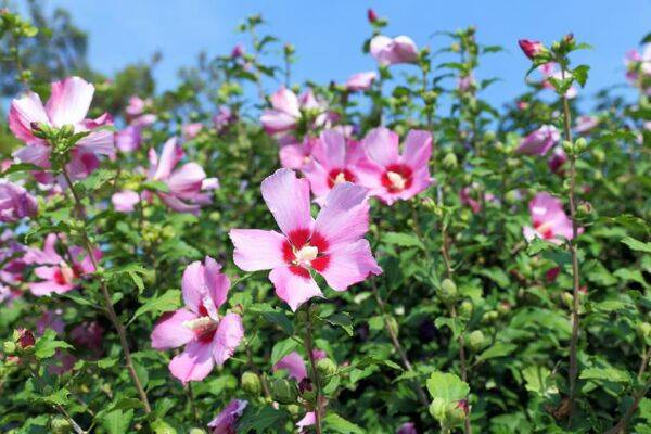 Entretien des hibiscus