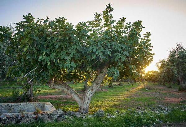 Les bienfaits du Ficus carica