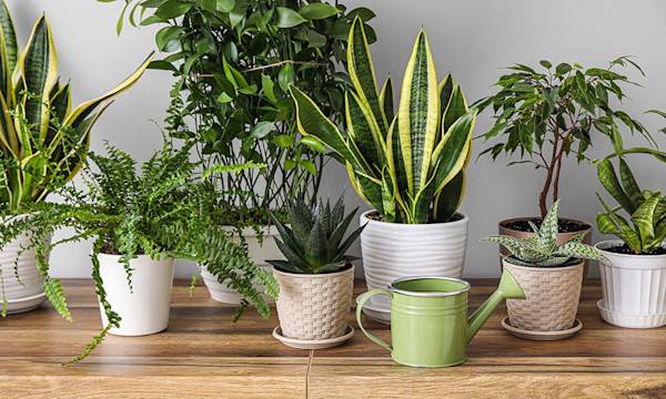 Choisir des plantes d'intérieur pour le chien et le chat