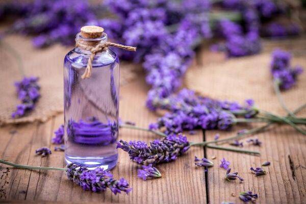 11 idées pour utiliser les fleurs de lavande
