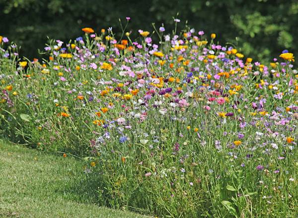 Prairie fleurie : semis, entretien 