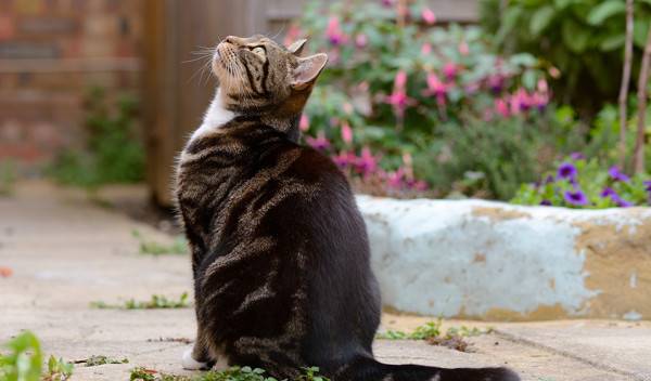 # Quelles méthodes employer pour protéger les oiseaux des chats - © martincp - stock.adobe.com

