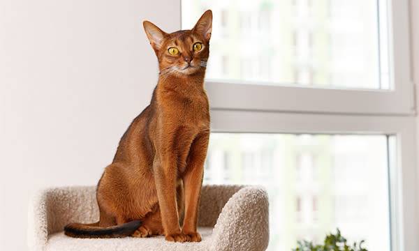 un chat reconnaît il son nom