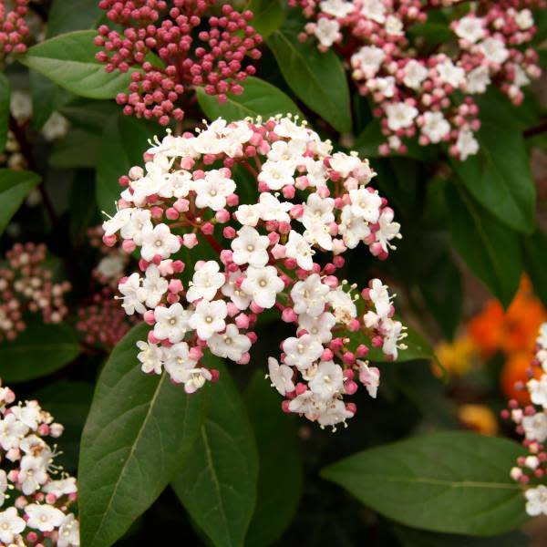 Fleur de viburnum tinus