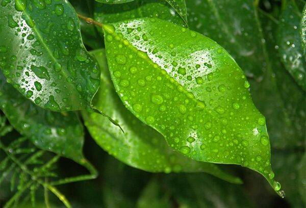 Bien arroser le Ficus