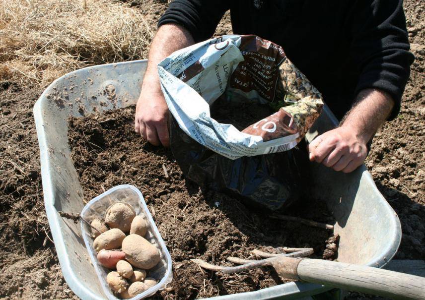 Planter les pommes de terre en sac - Gamm vert