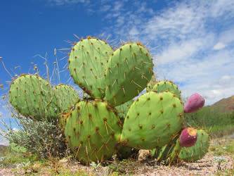 Le cactus est une plante xérophile