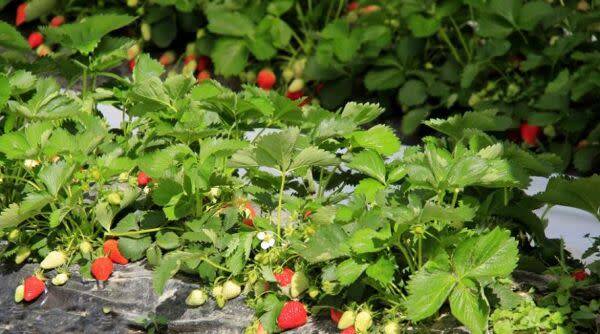 De beaux fraisiers grâce au fumier de cheval