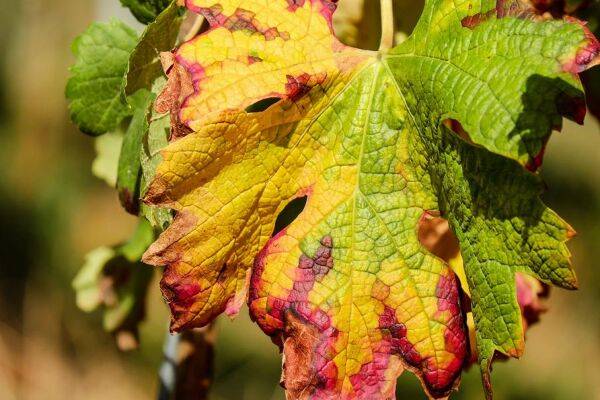 Maladies de la vigne : mildiou, oïdium…
