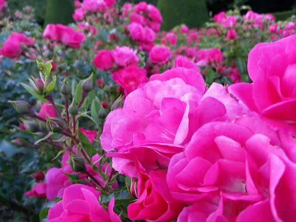 Planter un rosier en racines nues