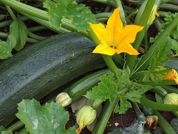 Réussir les courgettes en 6 étapes