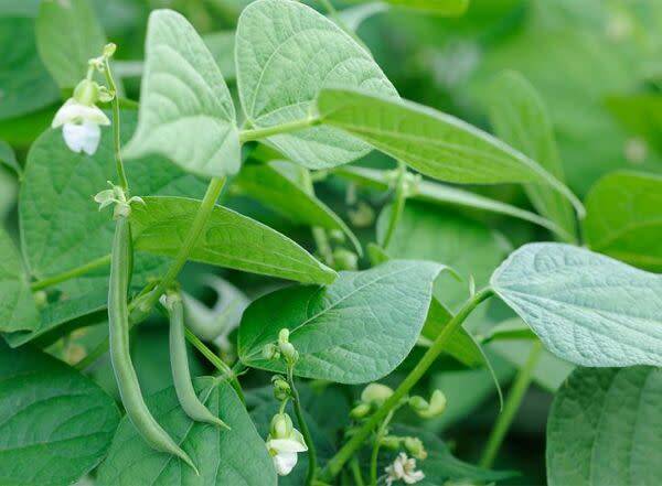Quand planter des haricots ?