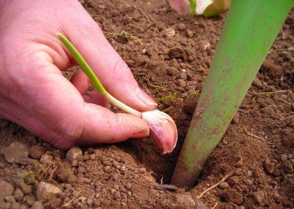 Planter l'ail
