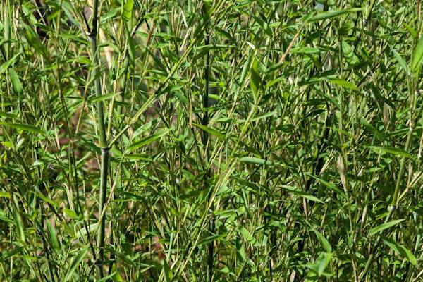 Le Phyllostachys bissetii est également un bon choix de bambou