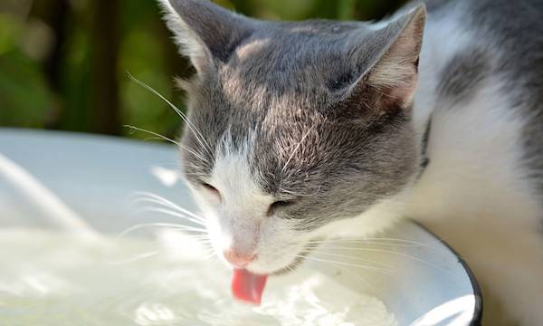Le chat et l'eau