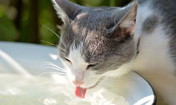 Le chat et l'eau