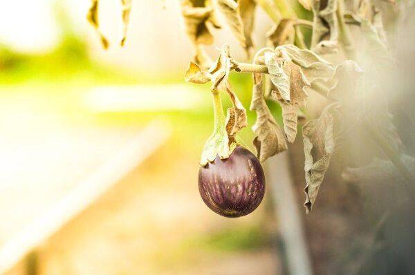 Feuilles jaunes, quelle maladie ont donc vos aubergines ?