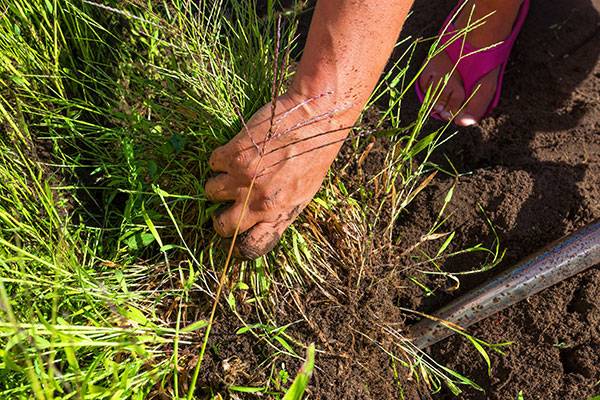 La gouge est utile pour désherber le jardin
