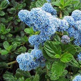 Ceanothus griseus 'Yankee Point'