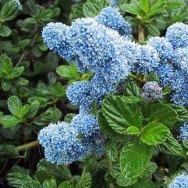 Ceanothus griseus 'Yankee Point'
