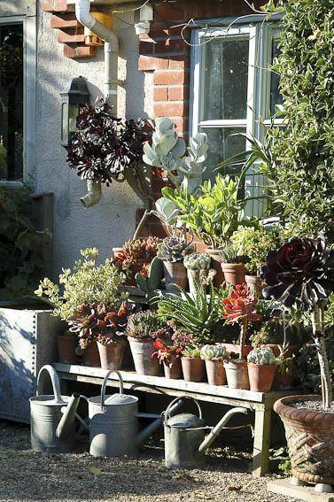 Installez vos cactées et plantes grasses au jardin