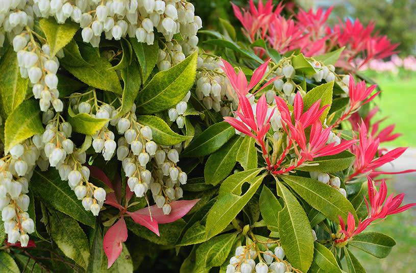 Pieris Forest Flame