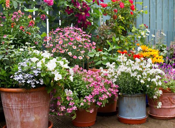 Pourquoi percer le fond des jardinières et pots de fleurs ? - © Clickmanis - stock.adobe.com