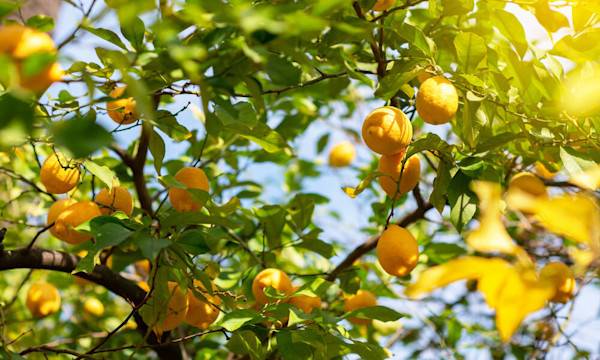 Les maladies des agrumes - © Khorzhevska - stock.adobe.com
