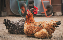2 poules en plein air 