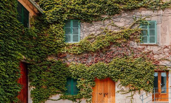 Des plantes grimpantes pour habiller un mur - © Alexander Spatari - gettyimages.fr
