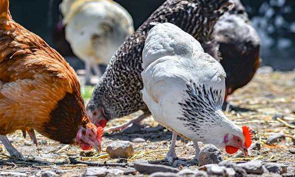 Comment sécuriser un enclos de poules ? - © monticello - stock.adobe.com