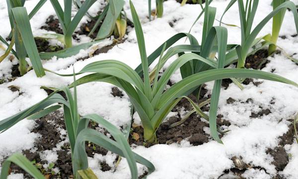 Comment protéger son potager du froid ? - © Graham - stock.adobe.com