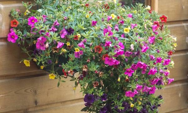 Quelles fleurs pour une suspension extérieure ? - © nono- stock.adobe.com