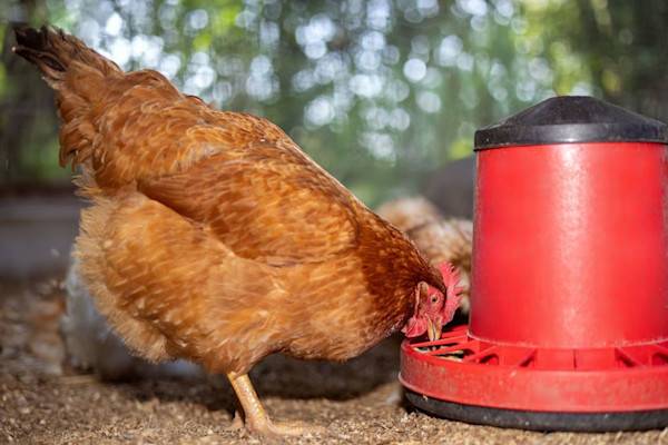 Une mangeoire propre et pleine, l’idéal pour le petit déjeuner 