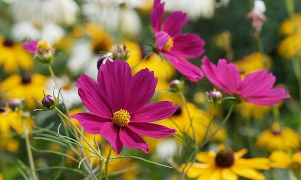 Semer des fleurs - © Marc - stock.adobe.com