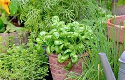 Plantes aromatiques en pot
