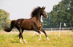 Cheval dans son près