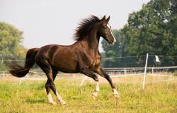Cheval dans son près