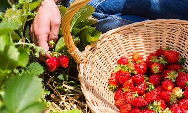 Comment entretenir les fraisiers ?