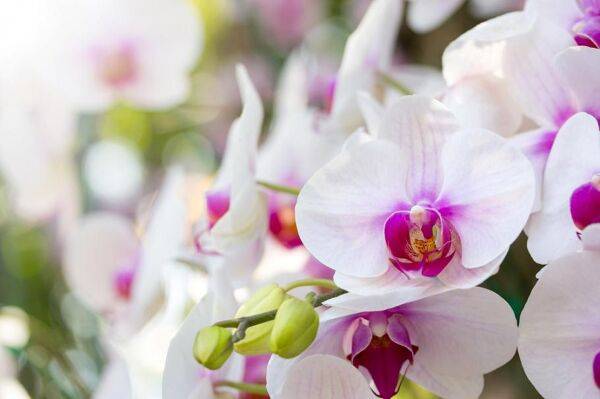 Maladies des orchidées