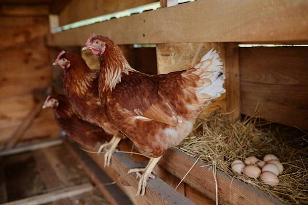 Une porte automatique permet aux poules de se mettre à l’abri dès que le jour baisse 