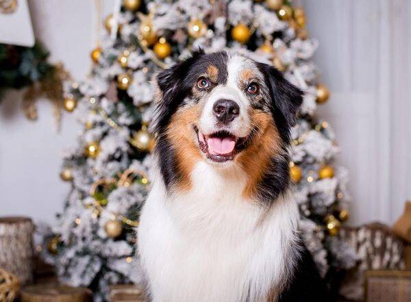 7 aliments de repas de fêtes interdits au chien