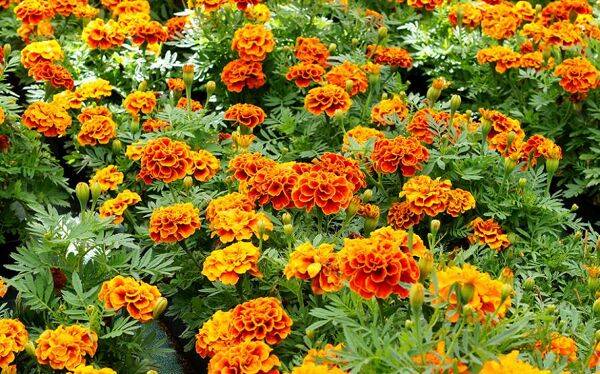10 fleurs anti-pucerons